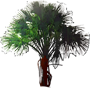 Common Sago Palm